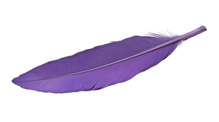 Purple feather showing softness and lightness on transparent background