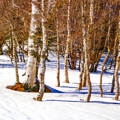 Trees in the snow in Mijanès in the Pyrenees in France