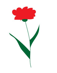 a red carnation on a white background,