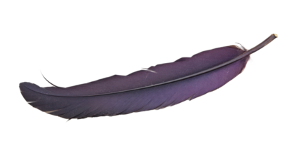 Single purple feather isolated on transparent background
