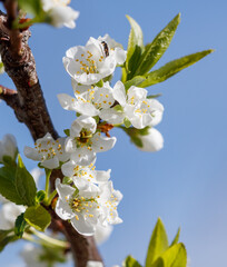 A tree with white flowers and a blue sky in the background