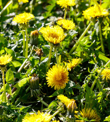 A field of yellow daffodils with green grass in the background
