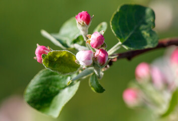 A branch of a tree with pink flowers