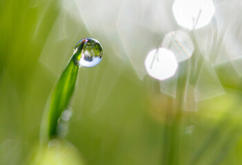 A single drop of water is captured in a green field