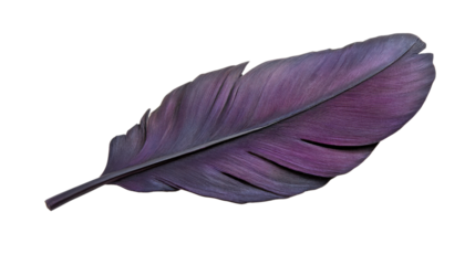 Purple feather showing softness and lightness on transparent background