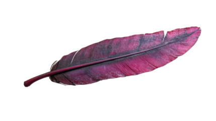 Single magenta feather isolated on transparent background