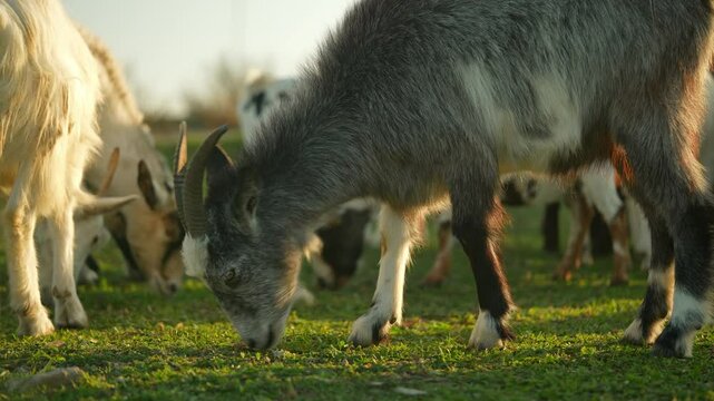 Close up a gray goat with long horns eats green grass from the floor while a herd of goats eats grass on a farm on a sunny day in summer
