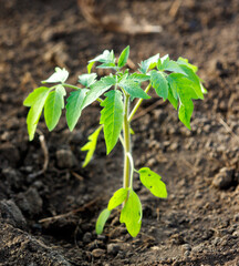 A small green plant is growing in the dirt