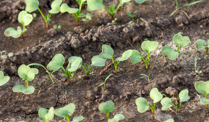 A field of young plants with a dry, cracked soil