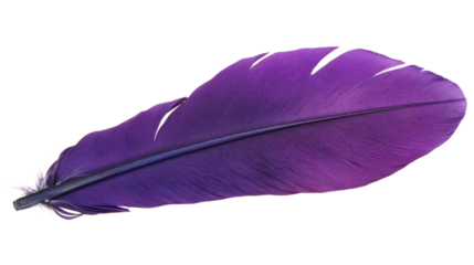 Purple feather showing lightness and softness on transparent background