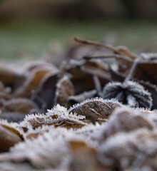 Leaves on a frosty morning