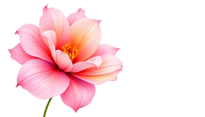 Fototapeta premium Botanical illustration of a stunning pink and orange flower with smooth, curved petals. The digital artwork captures the subtle color transitions and fine veins of each petal, creating a soft yet vibr