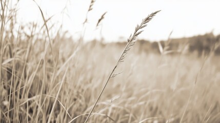 Obraz premium Close-up of tall grass in sepia tone.