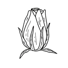 Valentine’s Day Rose Clipart Set – Hand-Drawn Floral PNG with Transparent Background