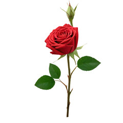  rose isolated on white background