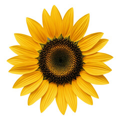 Fototapeta premium sunflower isolated on white