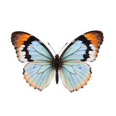 butterfly isolated on transparent background