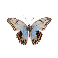 Fototapeta premium butterfly isolated on transparent background
