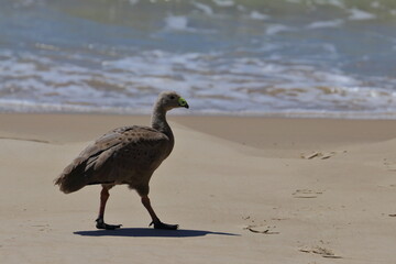 cape barren goose