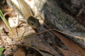 skink
