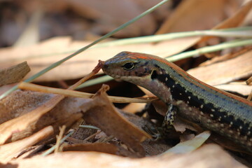 Fototapeta premium skink