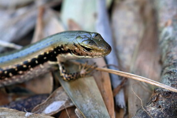 skink
