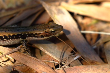 skink