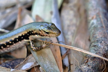 skink