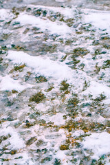 Springtime thaw on grassy surface