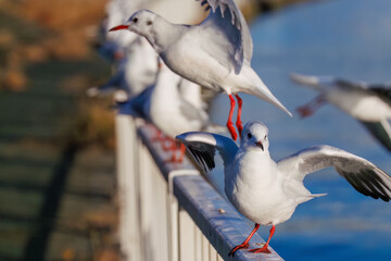 神奈川県の県鳥、飛翔する美しいユリカモメ（カモメ科）他の群れ
英名学名：Black-headed gulls (Larus ridibundus)
神奈川県横浜市鶴見川-2025
