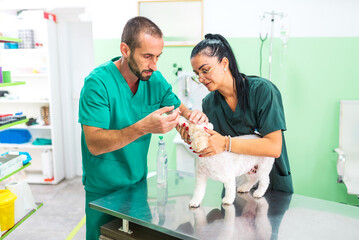 Two veterinarians examining a small dog in a clinic
