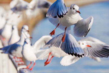 神奈川県の県鳥、飛翔する美しいユリカモメ（カモメ科）他の群れ
英名学名：Black-headed gulls (Larus ridibundus)
神奈川県横浜市鶴見川-2025
