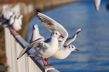 神奈川県の県鳥、飛翔する美しいユリカモメ（カモメ科）他の群れ
英名学名：Black-headed gulls (Larus ridibundus)
神奈川県横浜市鶴見川-2025
