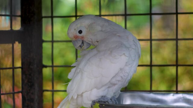 Goffin's cockatoo or Tanimbar cockatoo or Tanimbar corella bird is grooming itself, caged in a zoo