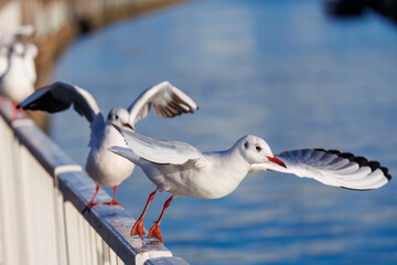 神奈川県の県鳥、飛翔する美しいユリカモメ（カモメ科）他の群れ
英名学名：Black-headed gulls (Larus ridibundus)
神奈川県横浜市鶴見川-2025
