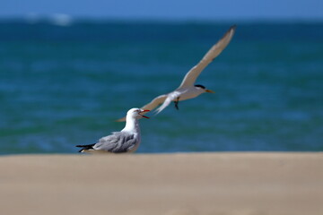 silver gull