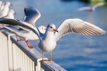 神奈川県の県鳥、飛翔する美しいユリカモメ（カモメ科）他の群れ
英名学名：Black-headed gulls (Larus ridibundus)
神奈川県横浜市鶴見川-2025
