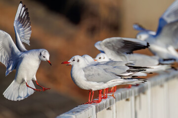 神奈川県の県鳥、飛翔する美しいユリカモメ（カモメ科）他の群れ
英名学名：Black-headed gulls (Larus ridibundus)
神奈川県横浜市鶴見川-2025
