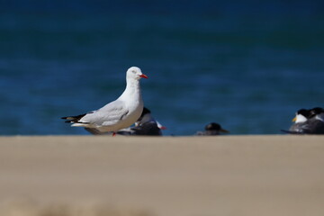 silver gull