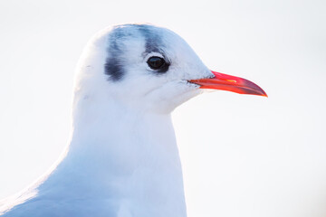 神奈川県の県鳥、飛翔する美しいユリカモメ（カモメ科）他の群れ
英名学名：Black-headed gulls (Larus ridibundus)
神奈川県横浜市鶴見川-2025
