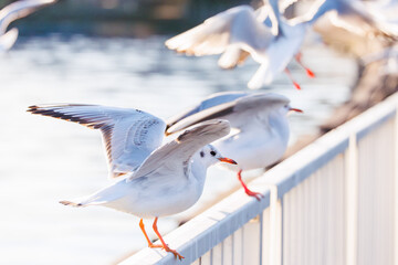 神奈川県の県鳥、飛翔する美しいユリカモメ（カモメ科）他の群れ
英名学名：Black-headed gulls (Larus ridibundus)
神奈川県横浜市鶴見川-2025
