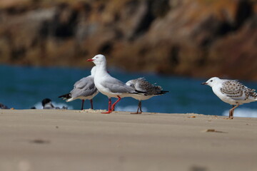 silver gull