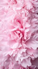 Fototapeta premium A close-up image of soft pink flowers, showcasing their delicate petals and layered textures against a light background.