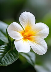 Fototapeta premium A delicate white flower with a yellow center, surrounded by lush green leaves, showcasing nature's beauty and tranquility.