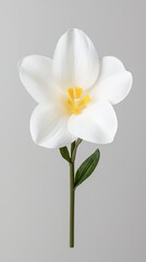 Obraz premium A delicate white flower with a yellow center and green leaves, set against a neutral background.
