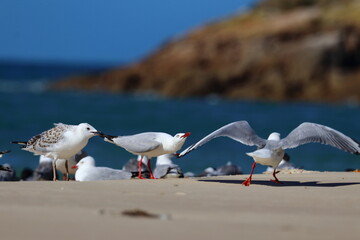 silver gull
