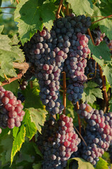 Bunch of juicy red grapes hanging from a vine. Great for showcasing wine production, fresh fruit, and organic agriculture.