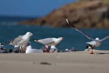 silver gull