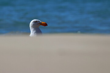 pacific gull