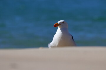 pacific gull